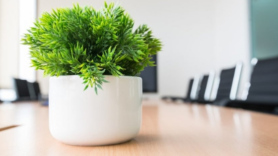 Add a Plant in Your Office