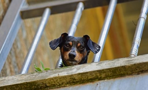 Different Ways You can Pet-proof Your Home