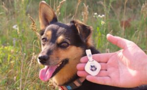 Sleepets Dog Tracker Review